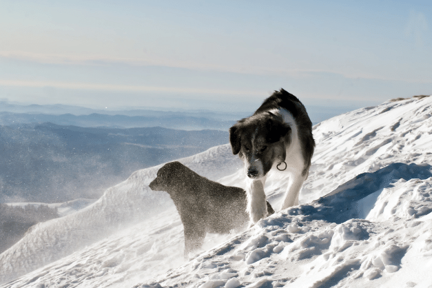 Niezwykły pies zdobyl Himalaje