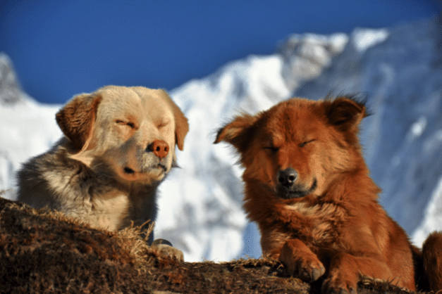 Psy w Nepalu