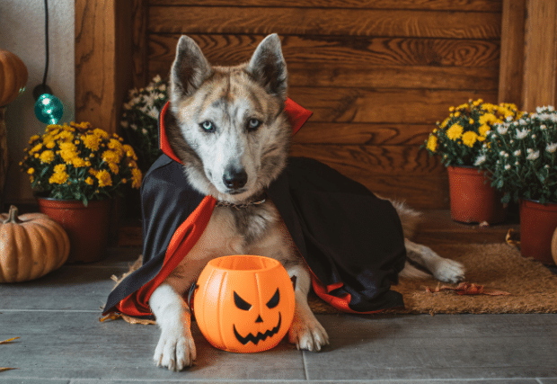 Zabawa Halloween z psem