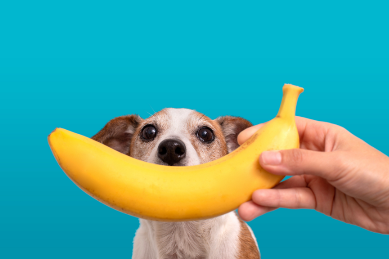 Czy pies może banana?