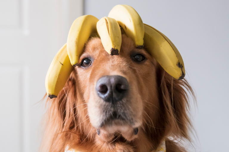 Czy pies może jeśc banana?