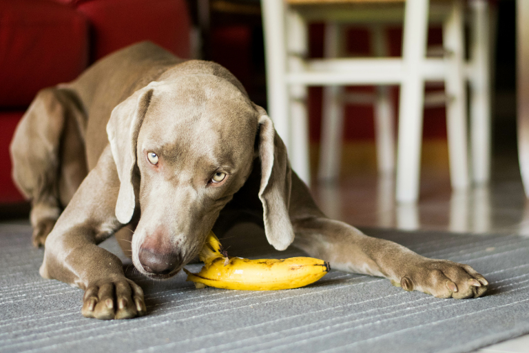 Czy pies może jeść banany?
