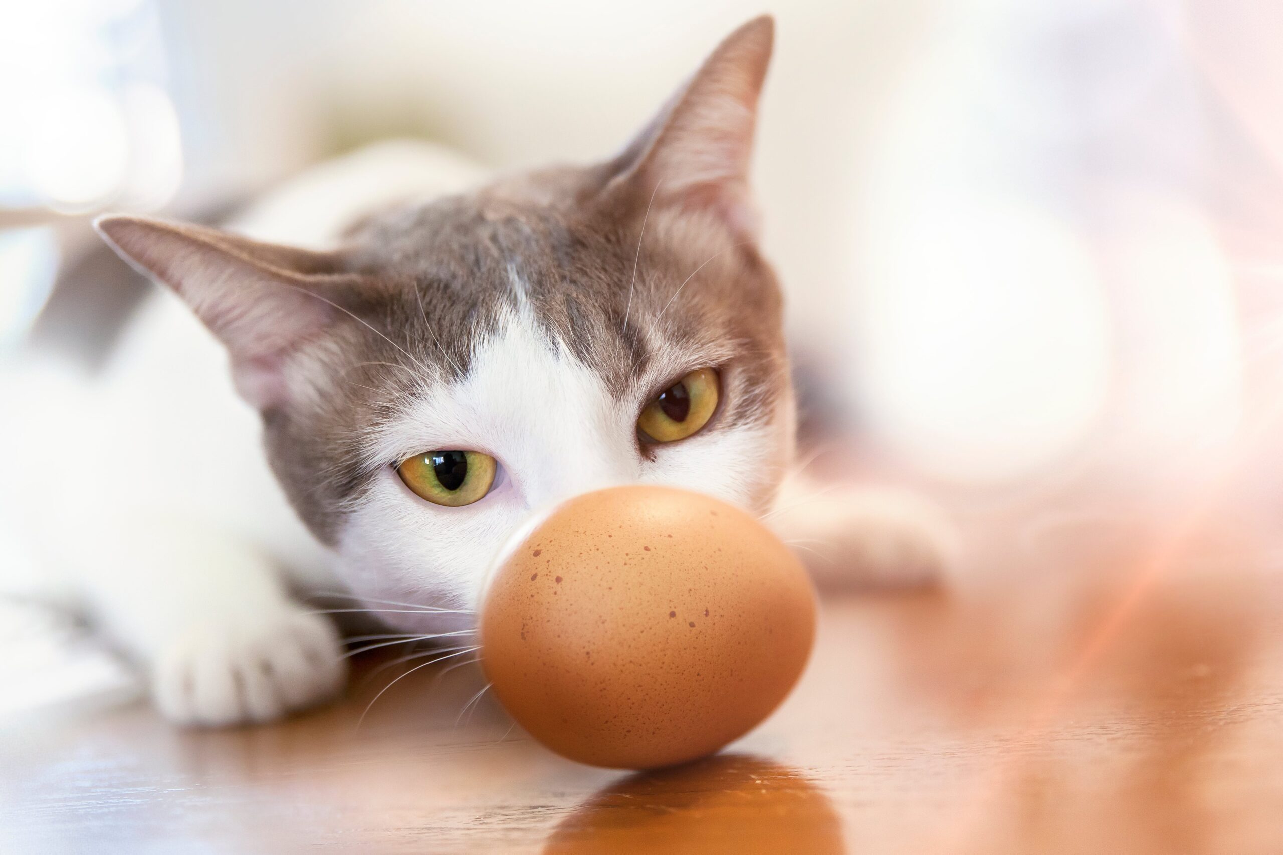 Surowe jajko dla kota